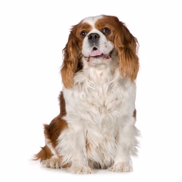 Cocker Spaniel Pose Cocker Spaniel Pose