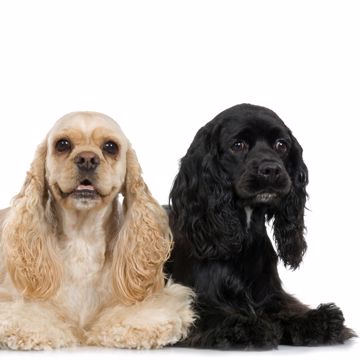 Cocker Spaniel Hund Cocker Spaniel Hund