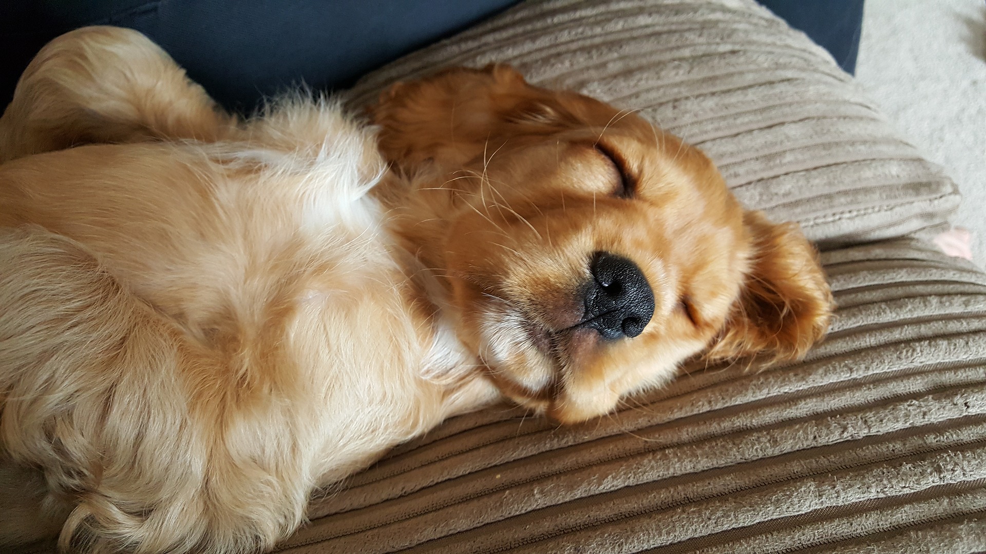 Sød Cocker Spaniel