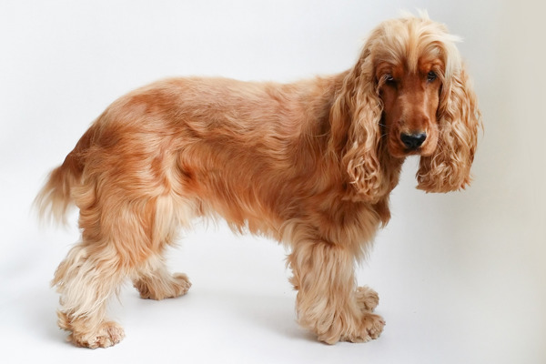 Guide: Sådan plejer du din Cocker Spaniel