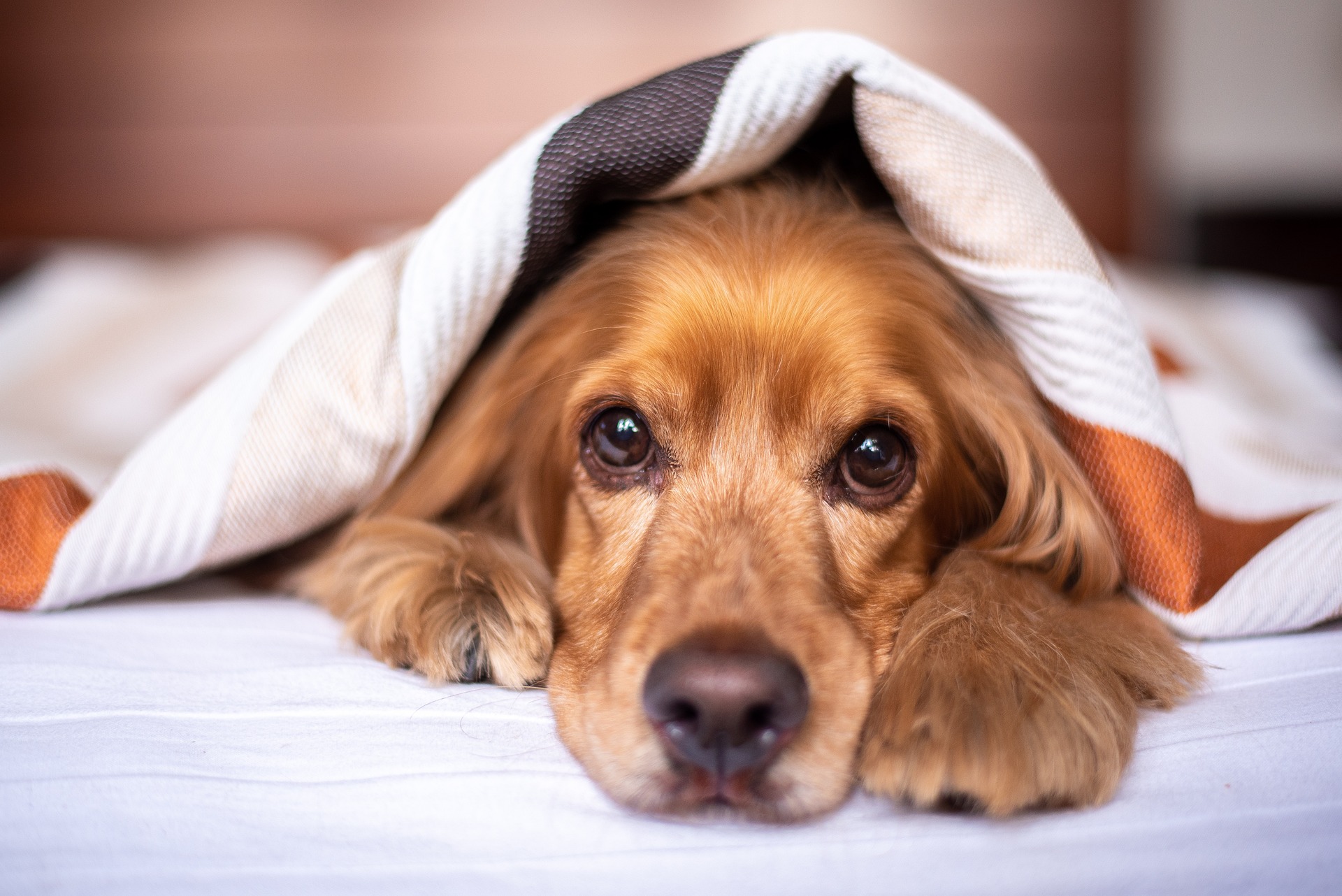 Genetiske Sygdomme Cocker Spaniel