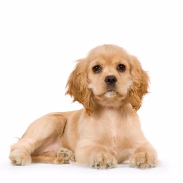 Cocker Spaniel Hvalp Cocker Spaniel Hvalp