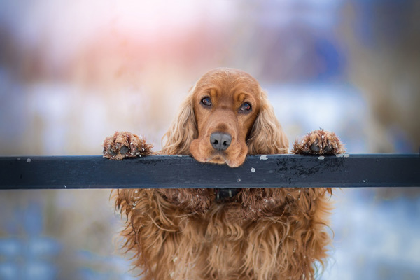 Cocker Spaniels personlighed