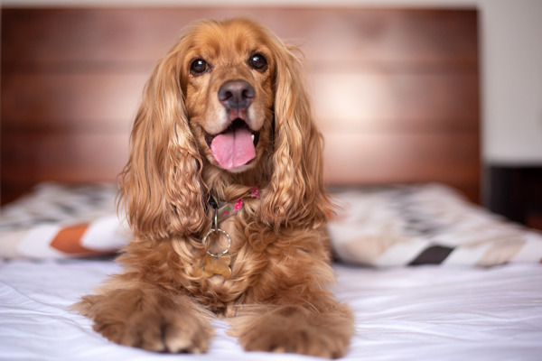 Anskaf dig en Cocker Spaniel