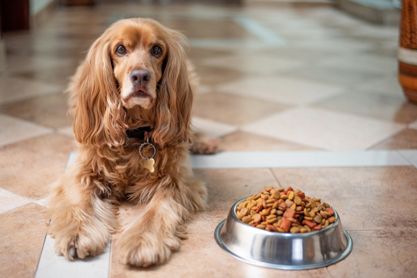 Hvordan opdrager jeg en Cocker Spaniel?