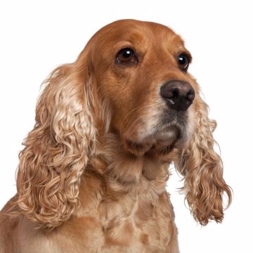 Cocker Spaniel2 Cocker Spaniel2
