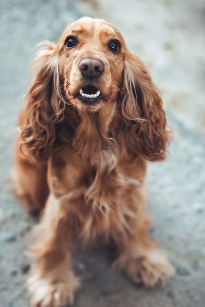 main Cocker Spaniel