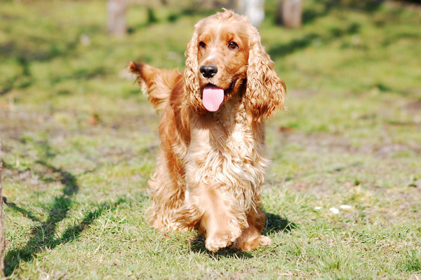 Stimulering og motion med en Cocker Spaniel